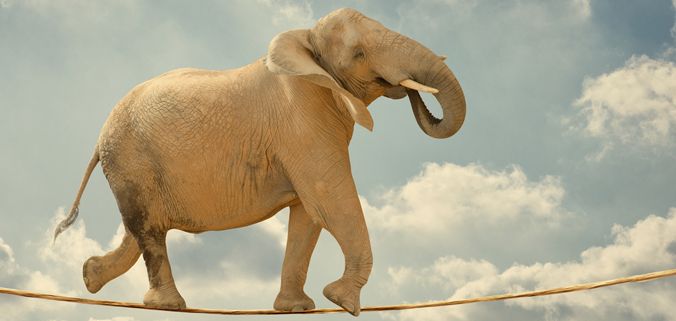 Elephant on tightrope