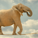 Elephant on tightrope